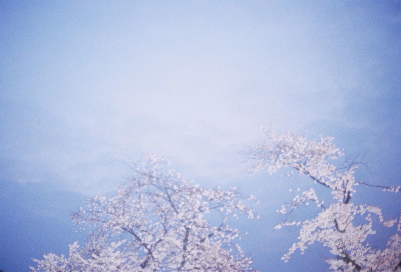 LOW ANGLE VIEW OF TREES AGAINST BLUE SKY