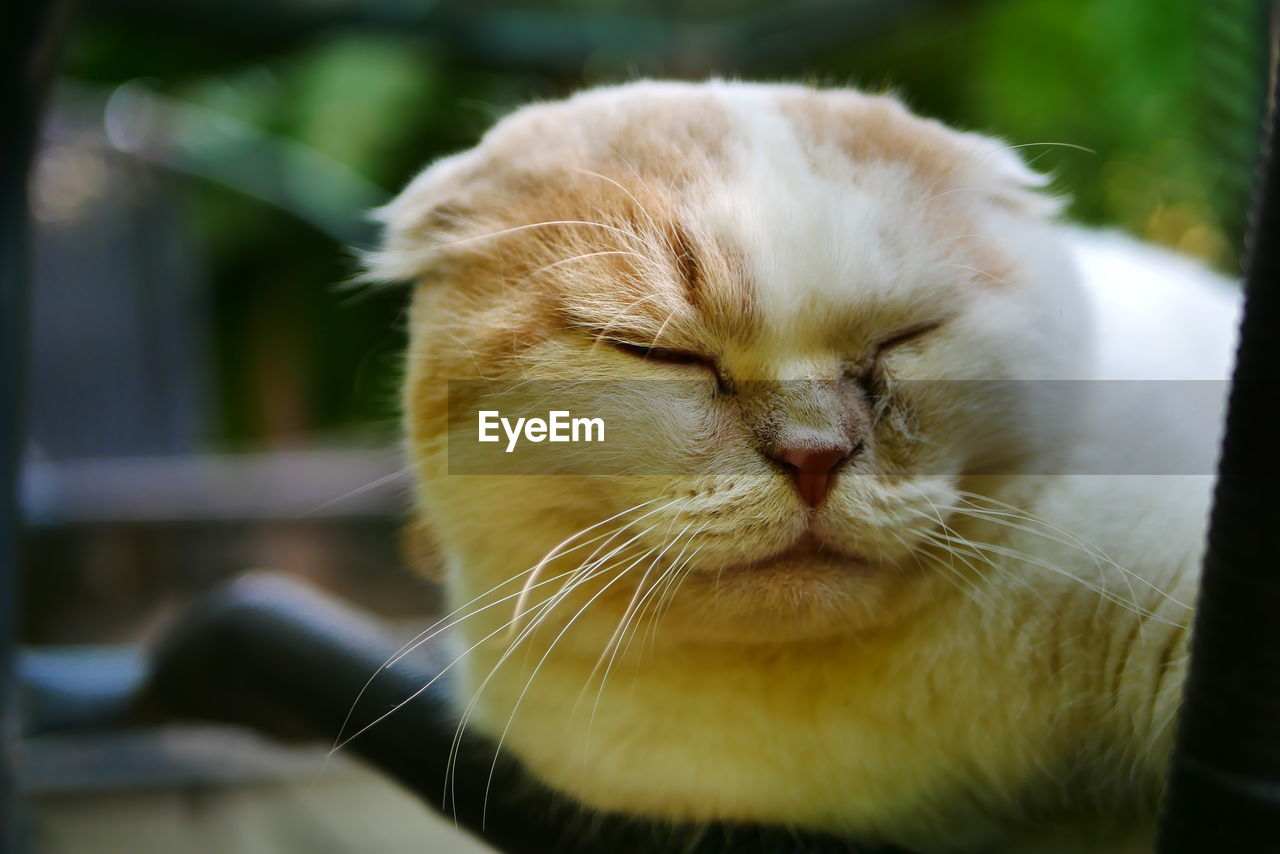 Close-up of a cat with eyes closed