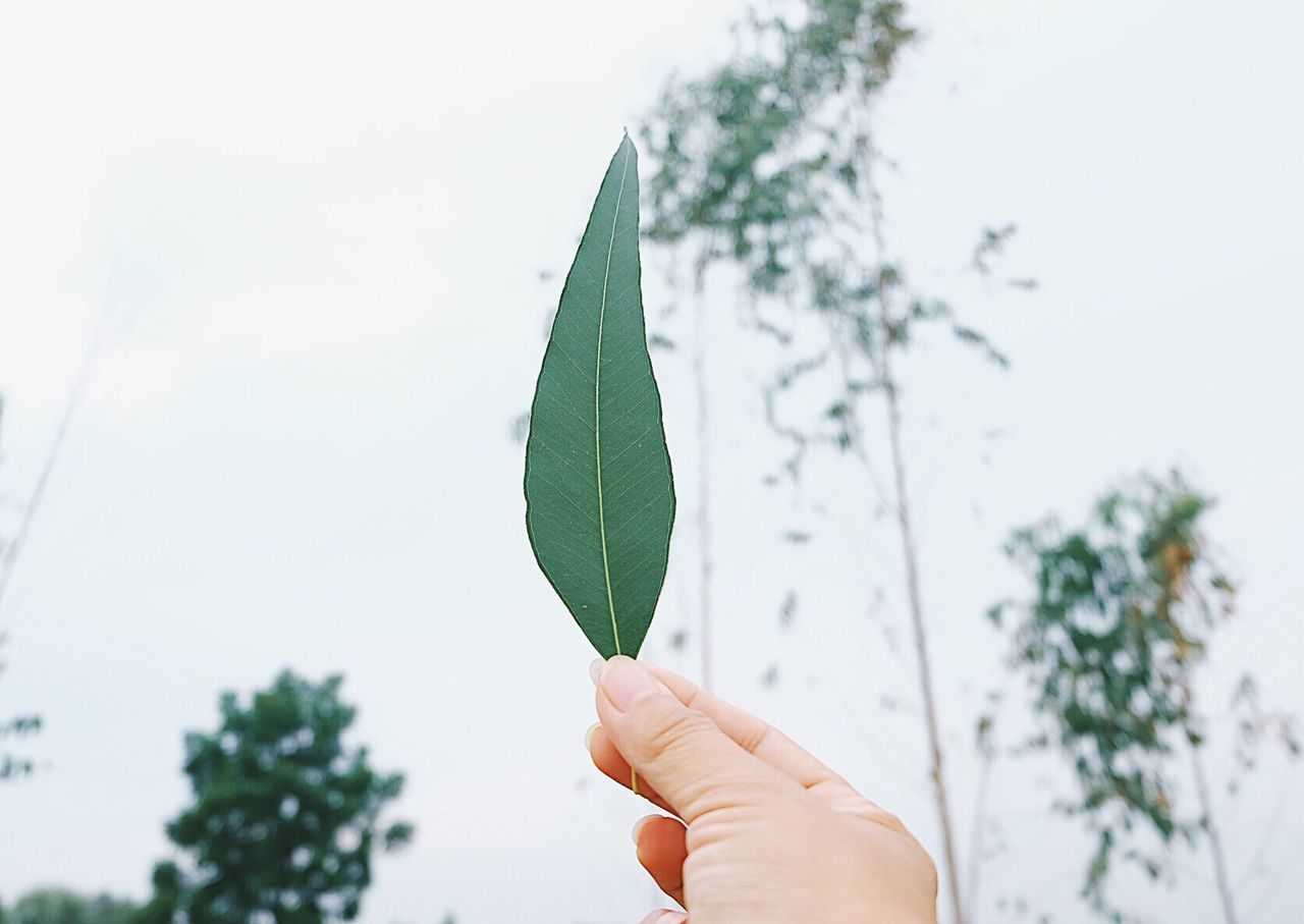 CLOSE-UP OF HAND HOLDING LEAF AGAINST TREE