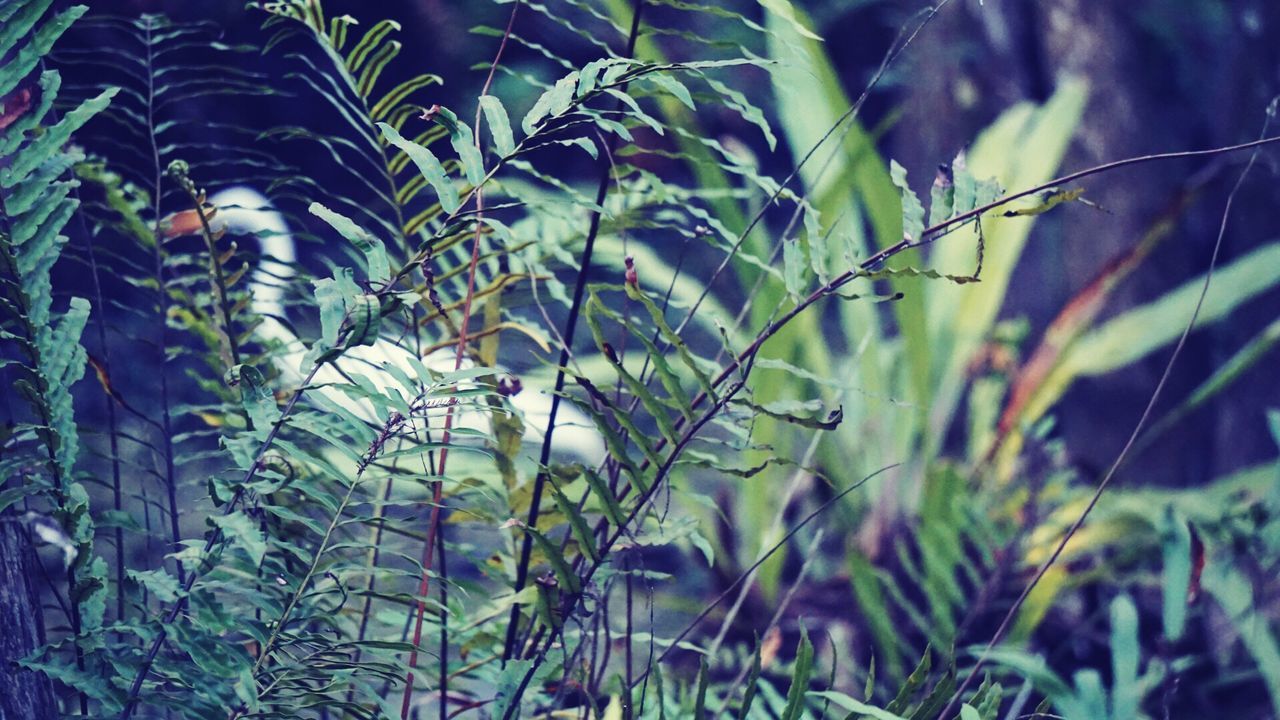 CLOSE-UP OF TREE