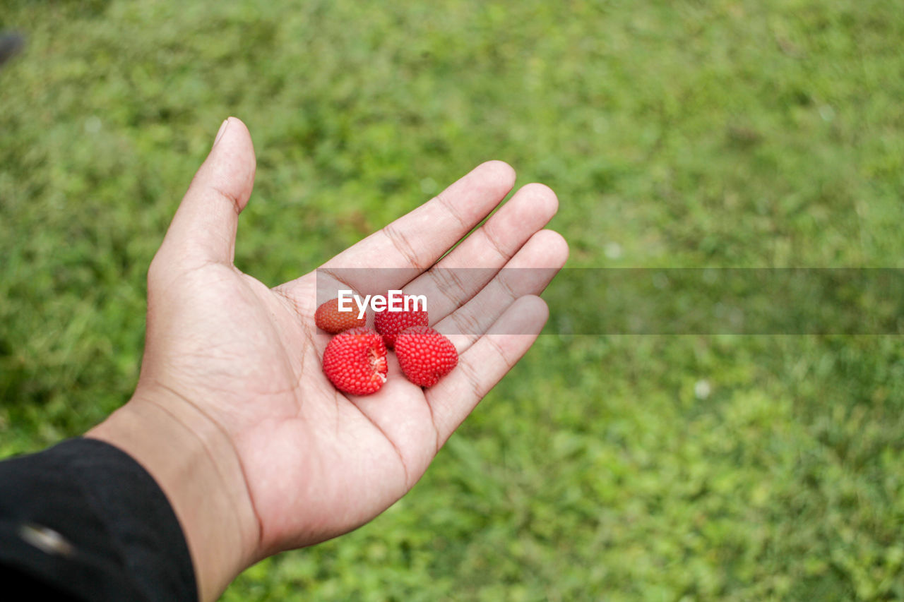 Cropped hand holding strawberry