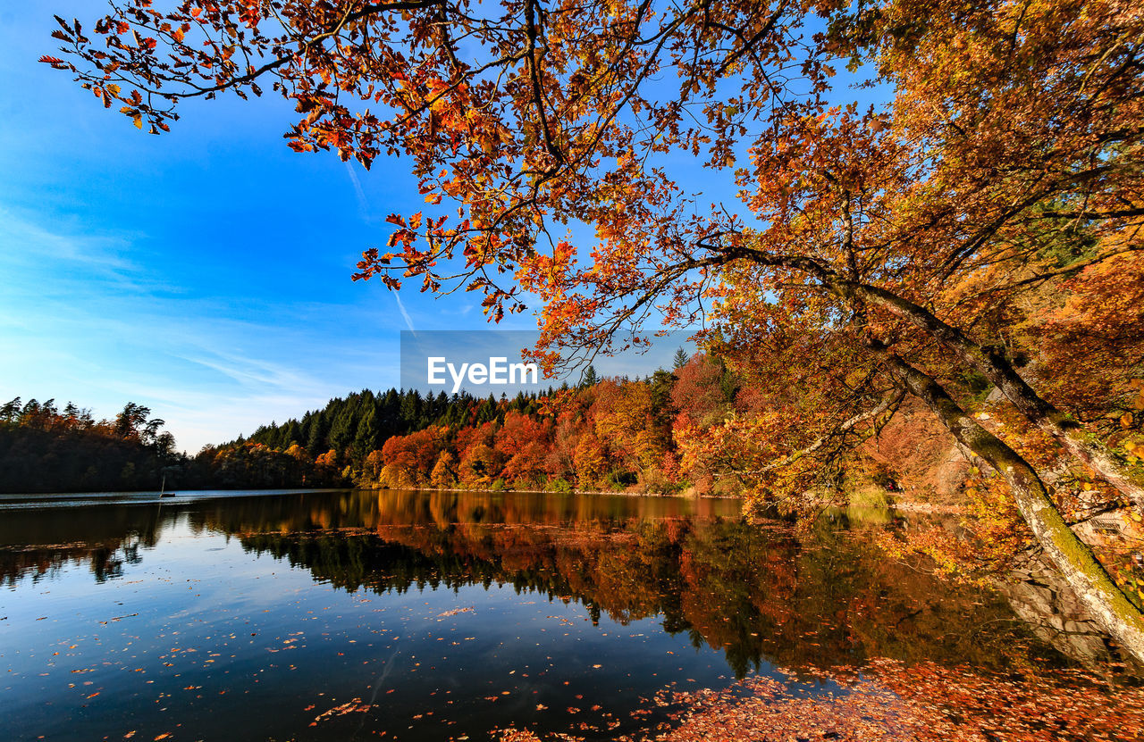 Reflection of trees in lake