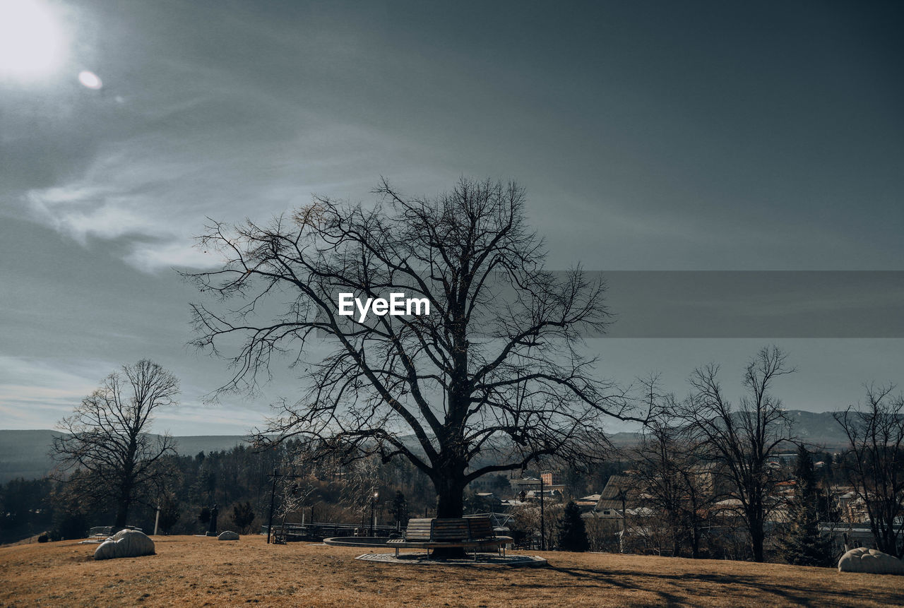 TREES ON FIELD AGAINST SKY