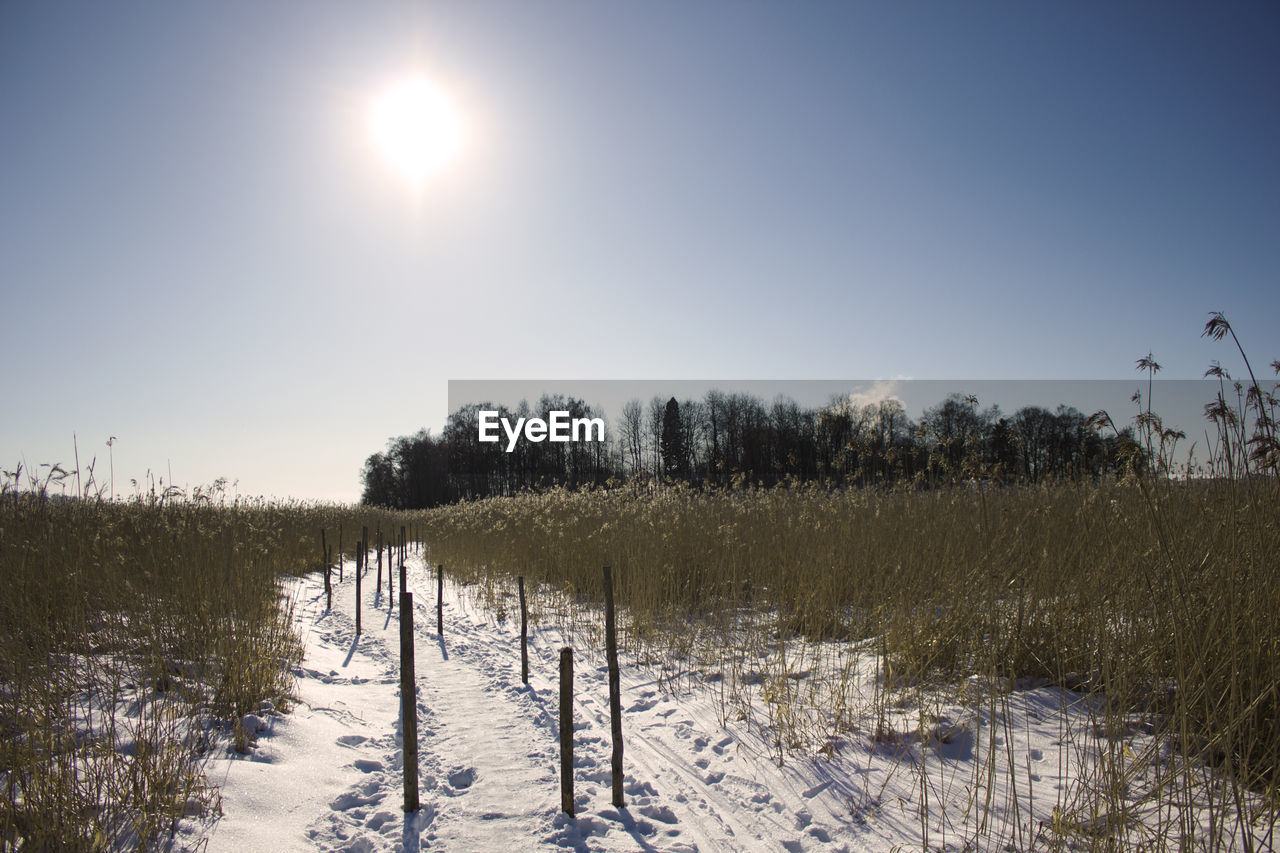 TREES ON FIELD AGAINST SKY DURING WINTER