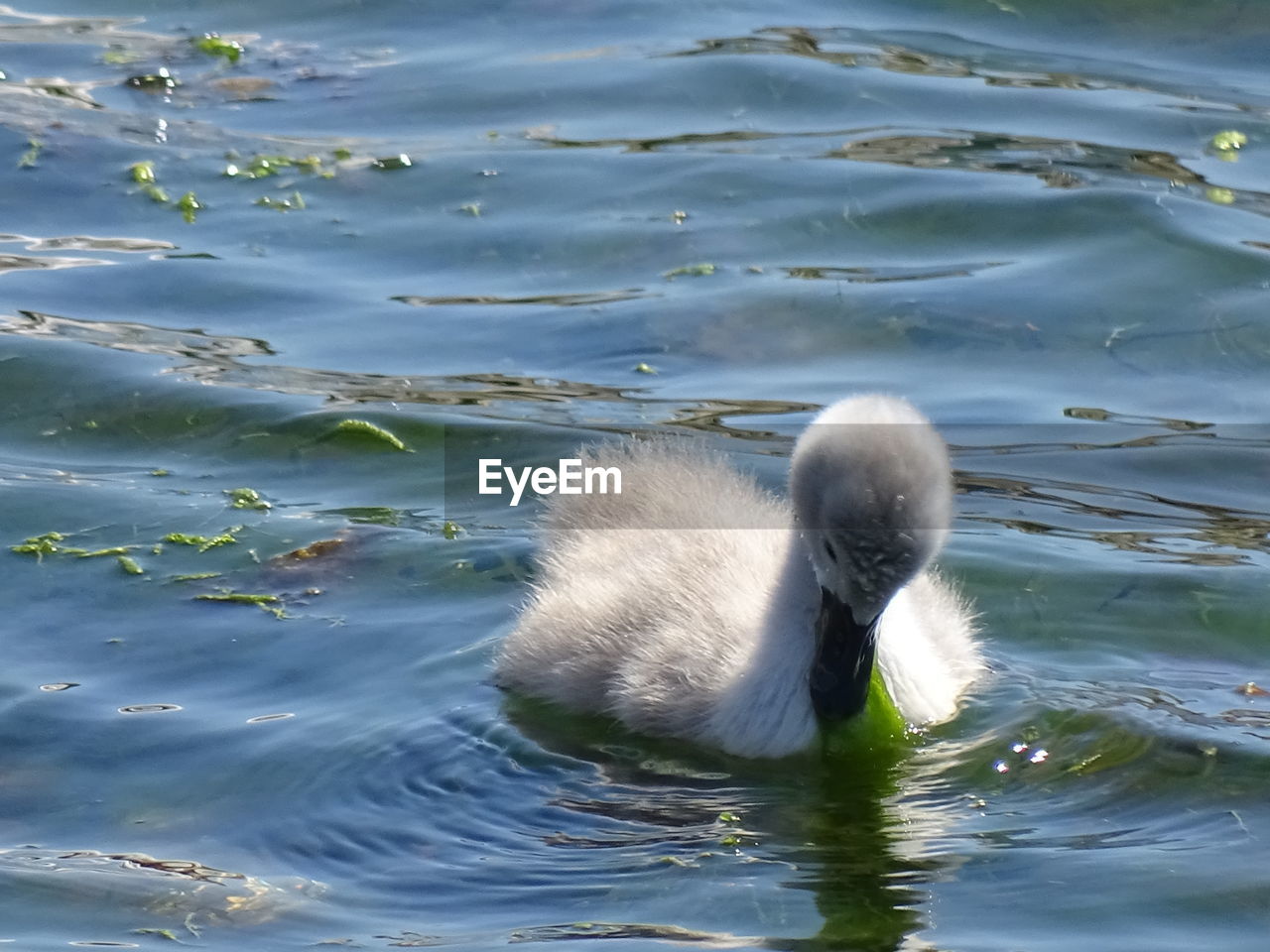 SWAN IN LAKE