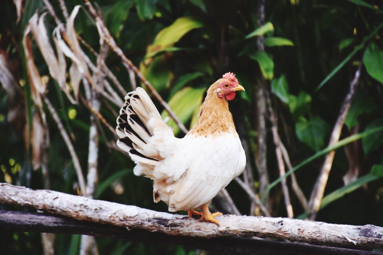 Chicken bird on wood