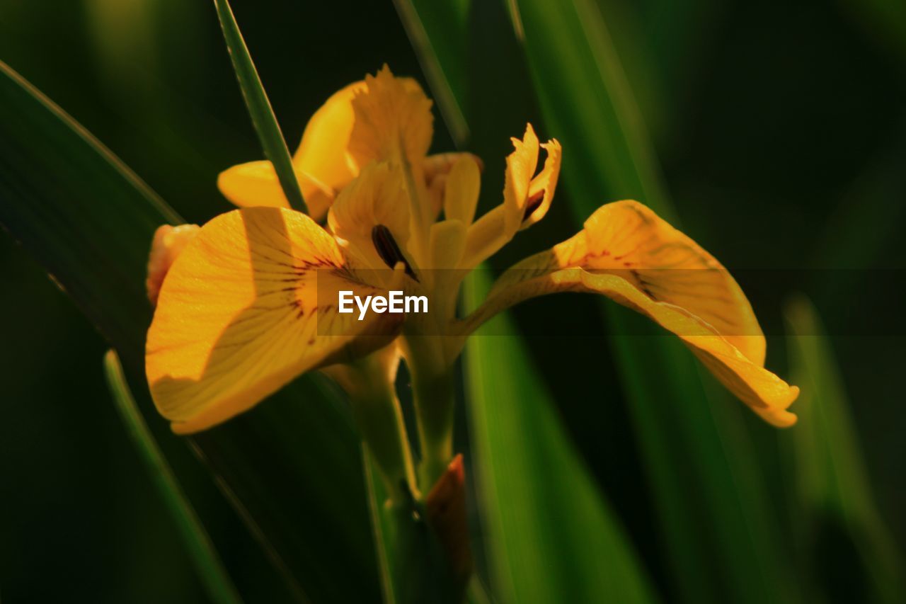 flowering plant, flower, plant, yellow, beauty in nature, freshness, fragility, petal, close-up, growth, plant stem, flower head, macro photography, inflorescence, nature, green, daylily, botany, no people, focus on foreground, springtime, pollen, outdoors, lily, blossom, leaf, vibrant color, plant part