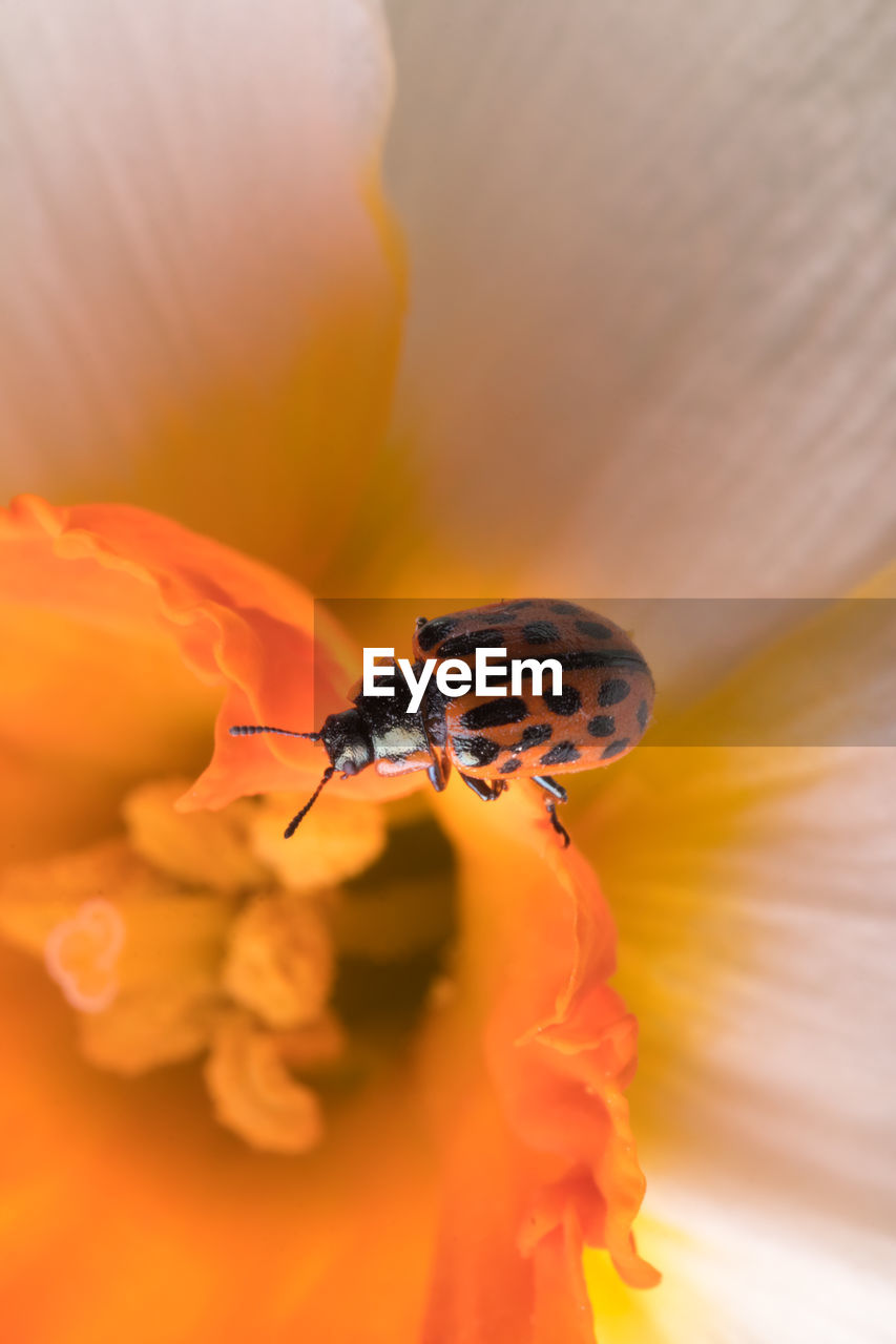 Close-up of insect pollinating on flower