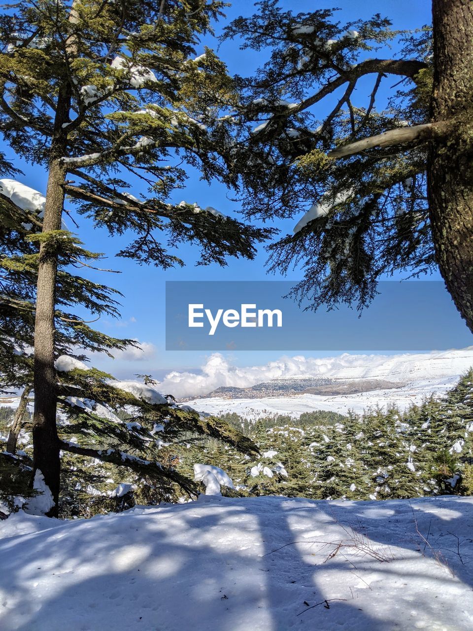 TREES ON FIELD DURING WINTER