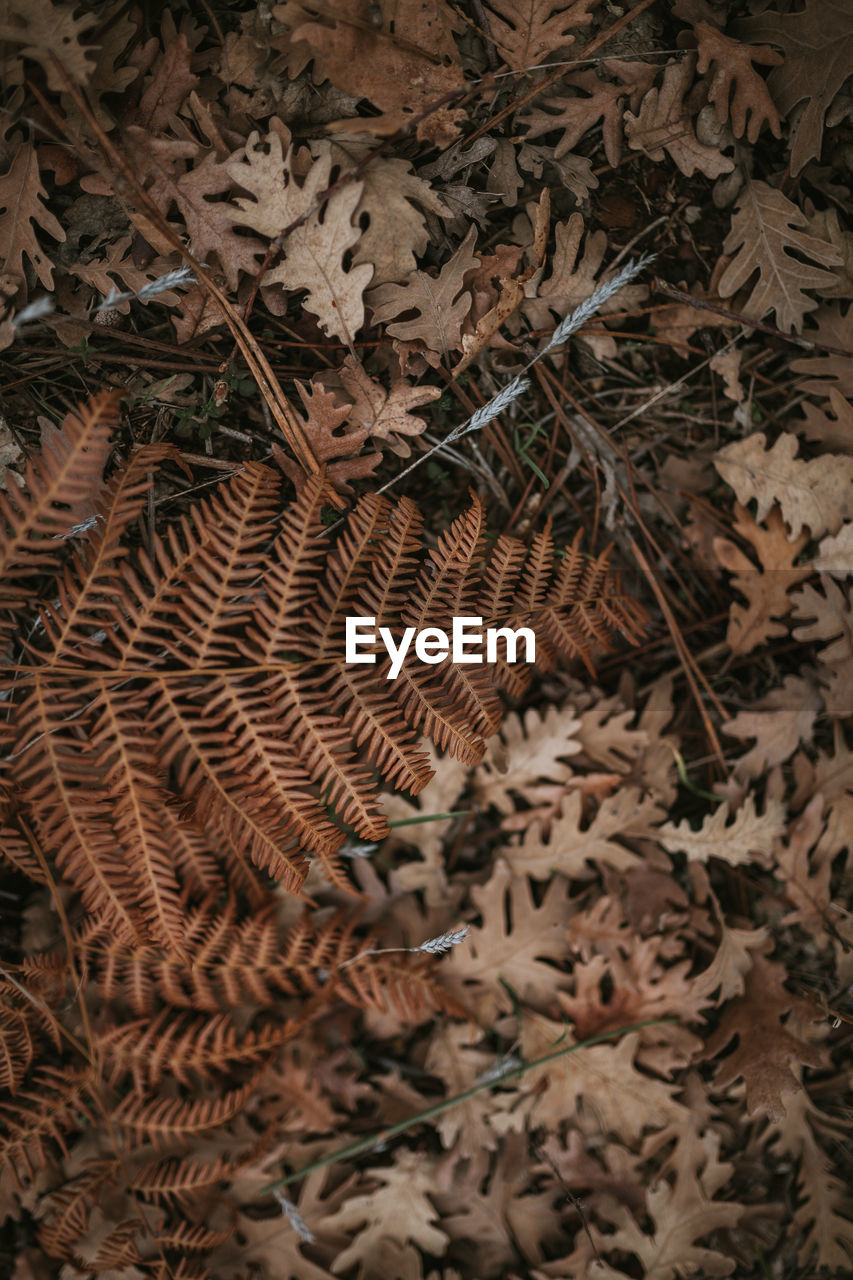 HIGH ANGLE VIEW OF DRY LEAVES ON TREE