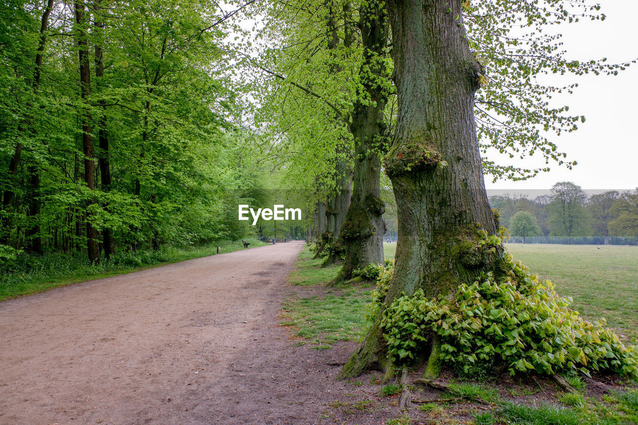 FOOTPATH AMIDST TREES IN FOREST