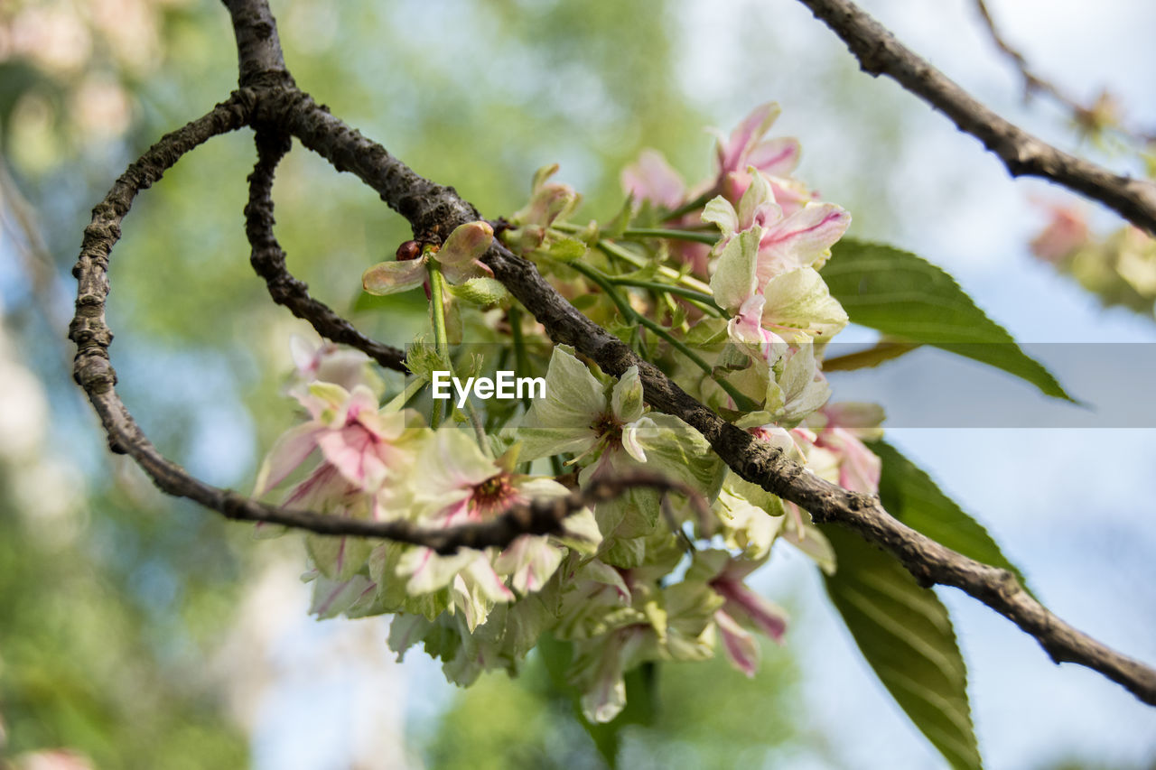 Close-up of flowering plant on branch