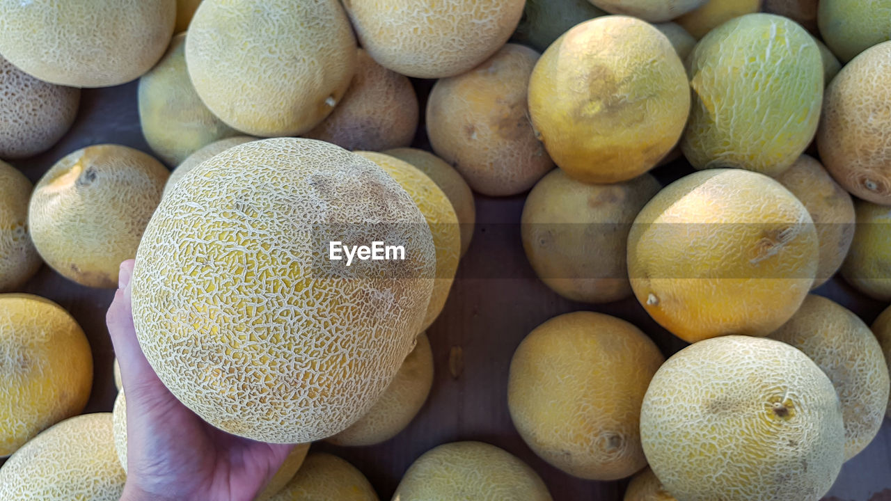 Hand picking a melon