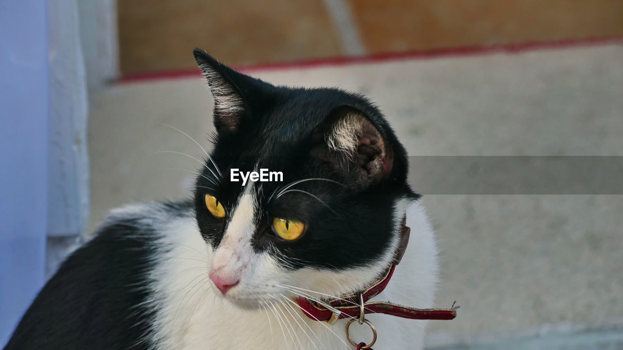 CLOSE-UP PORTRAIT OF A CAT