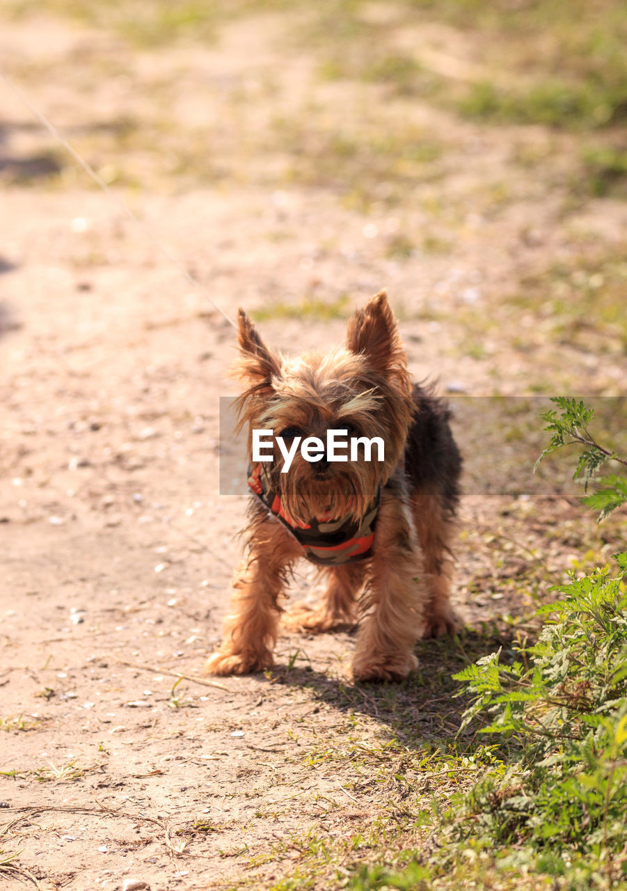 Tiny yorkshire terrier dog on a walk on a hiking path in irvine, california