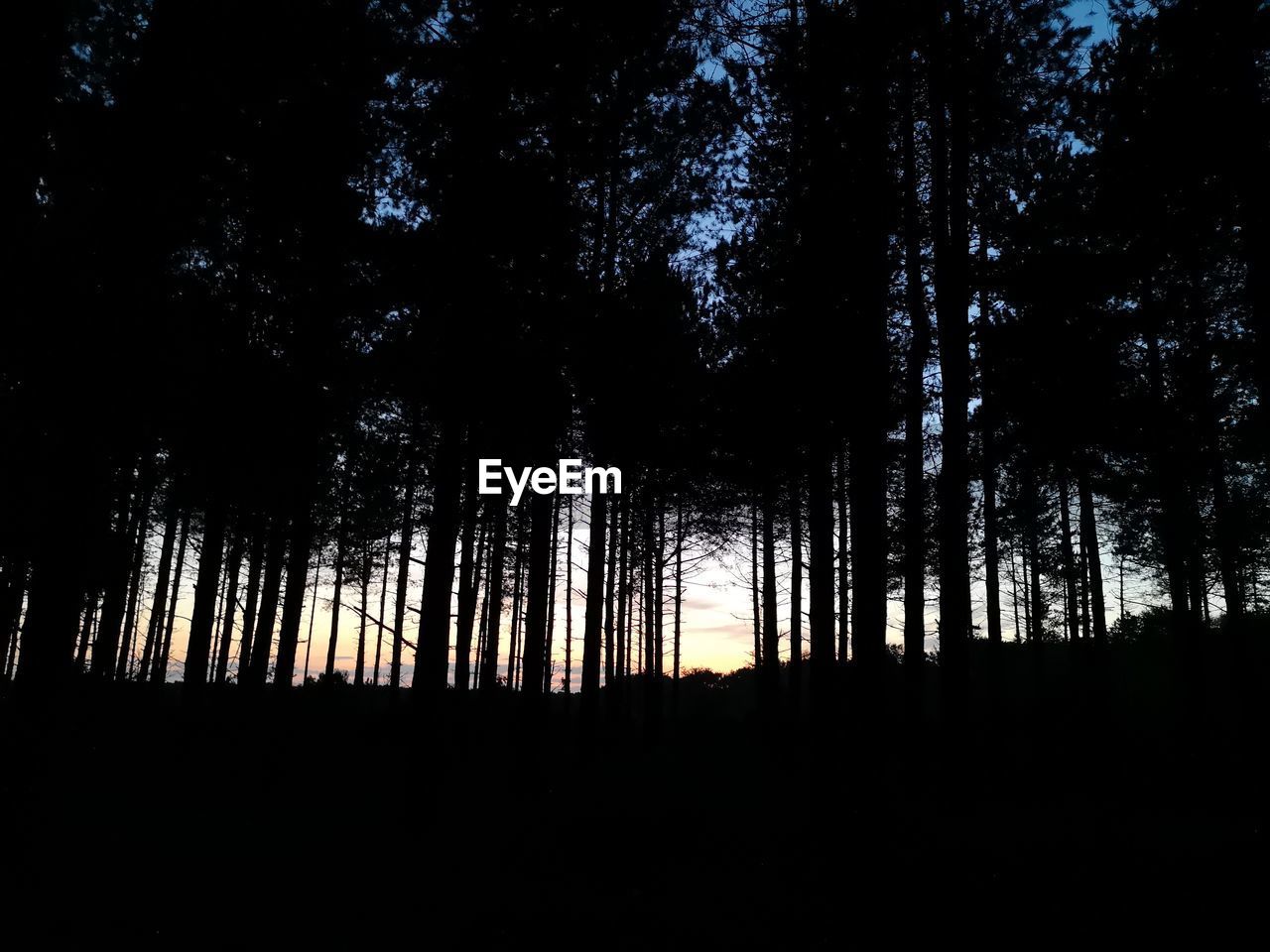 LOW ANGLE VIEW OF SILHOUETTE TREES IN FOREST
