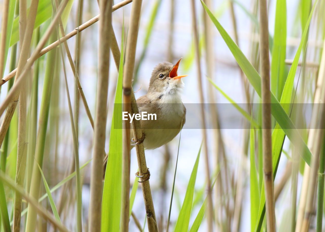 CLOSE-UP OF BIRD PERCHING ON PLANT AGAINST GRASS