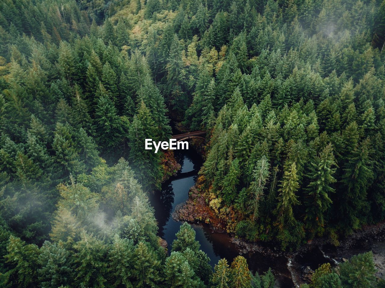 High angle view of pine trees in forest