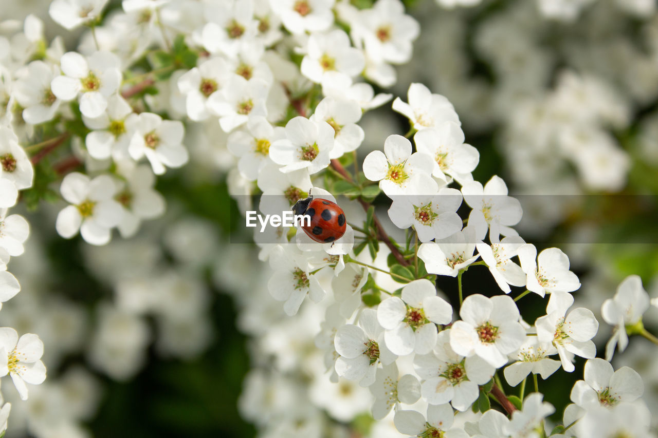 CLOSE-UP OF LADYBUG ON FLOWERS