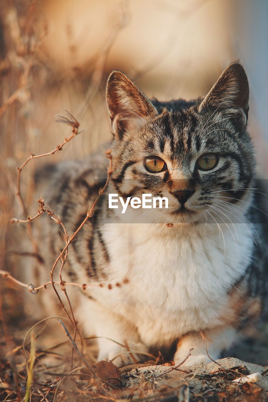 Close-up portrait of a cat