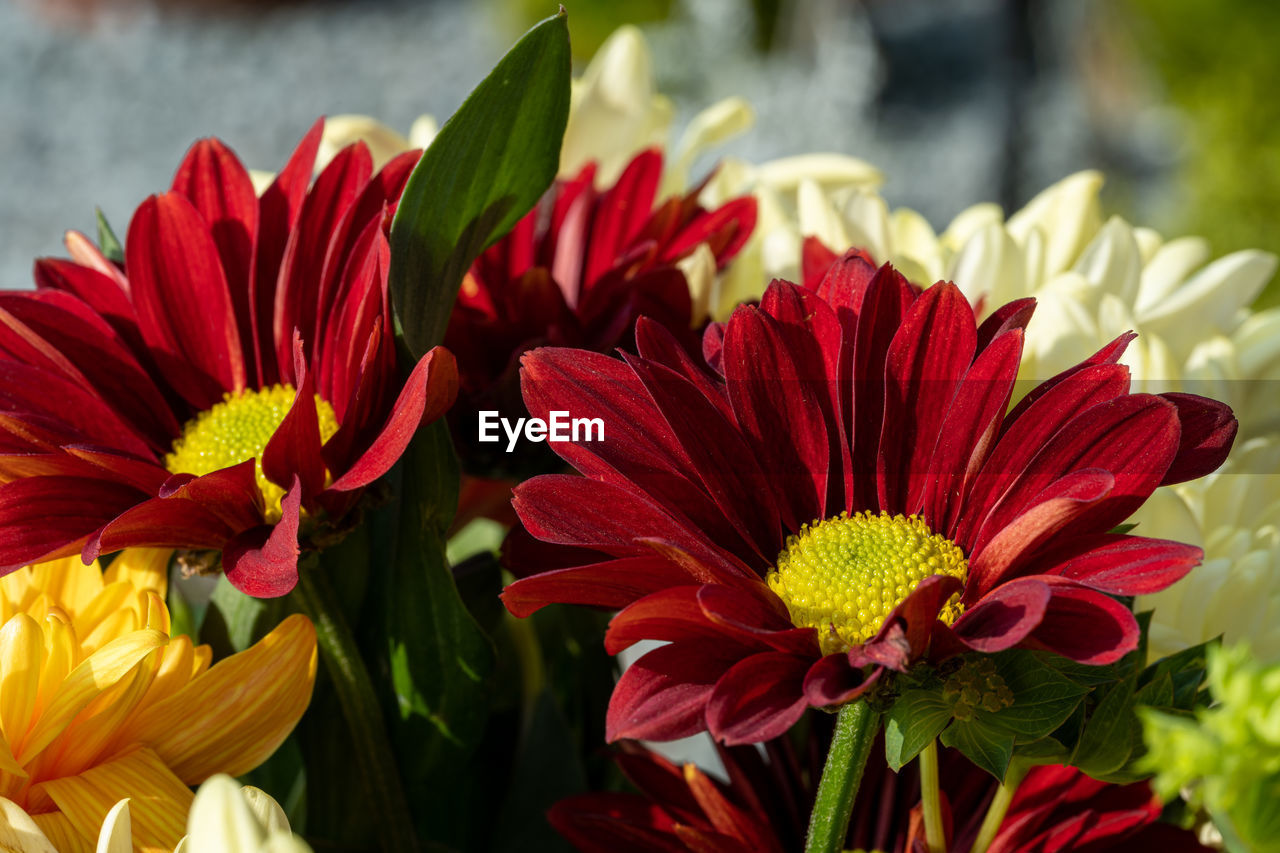 flower, flowering plant, plant, freshness, beauty in nature, fragility, petal, close-up, flower head, nature, inflorescence, red, floristry, growth, focus on foreground, no people, macro photography, yellow, outdoors, day, bouquet, multi colored, pollen, vibrant color