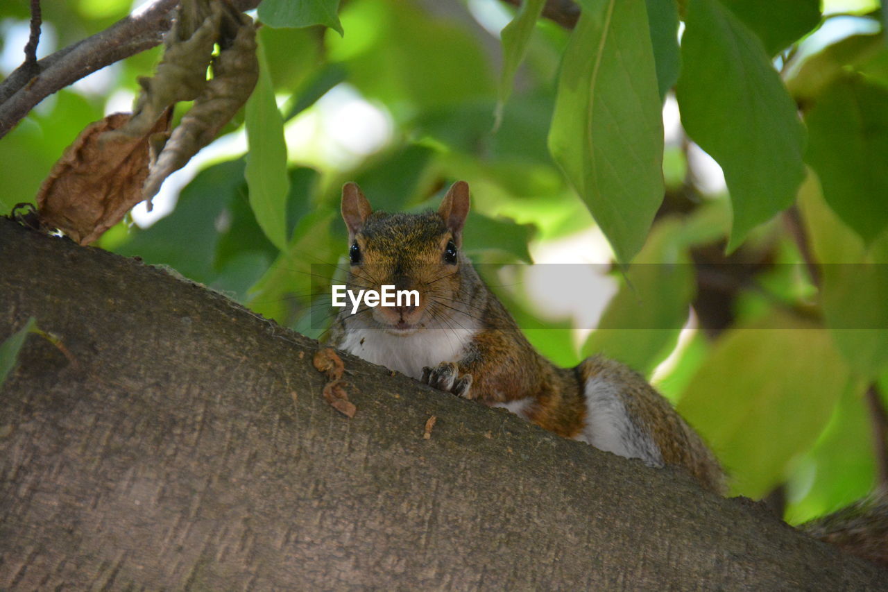 SQUIRREL IN TREE