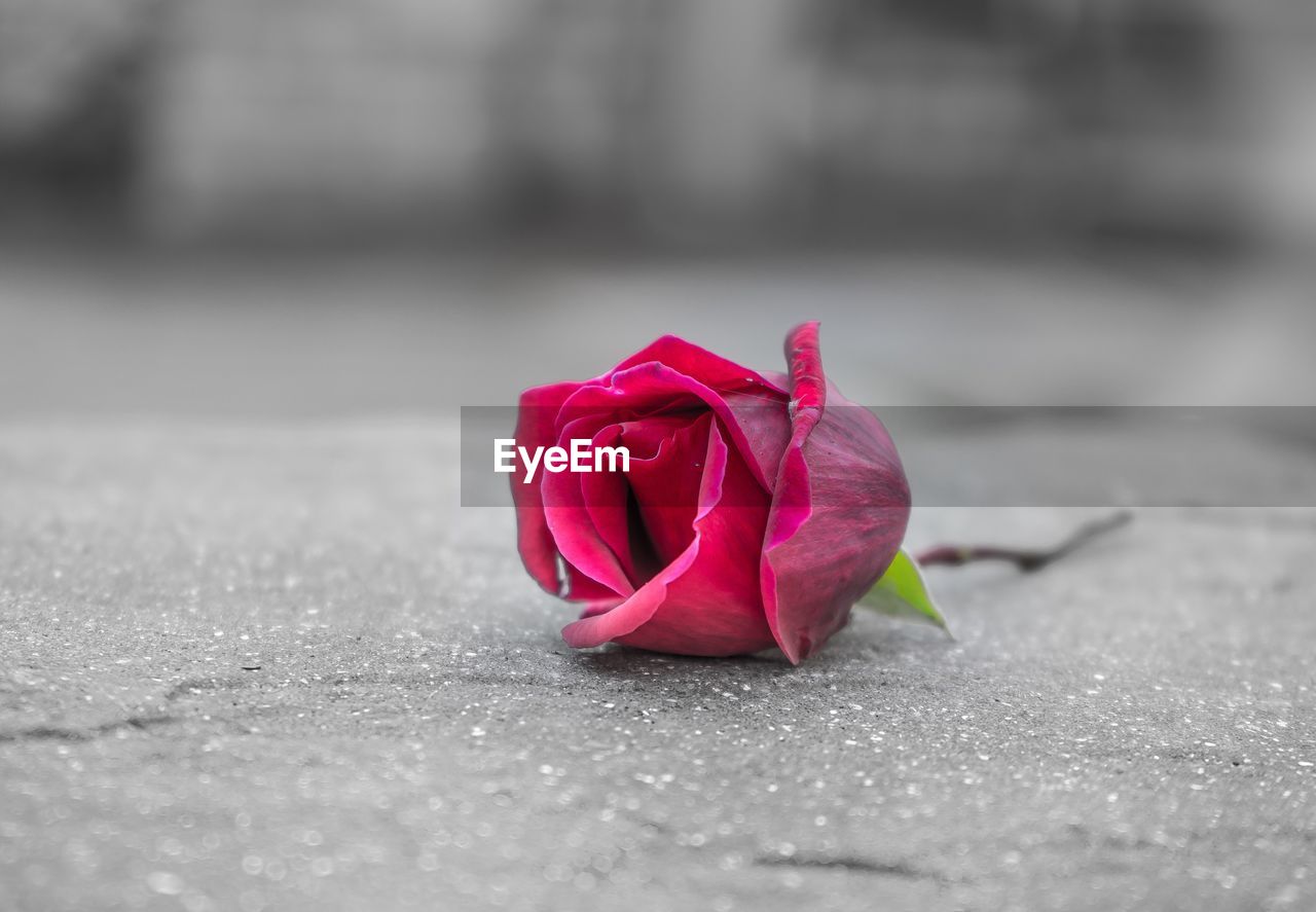 CLOSE-UP OF PINK ROSE ON LEAF