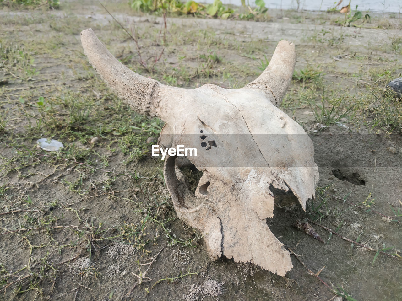 HIGH ANGLE VIEW OF ANIMAL SKULL IN THE FIELD