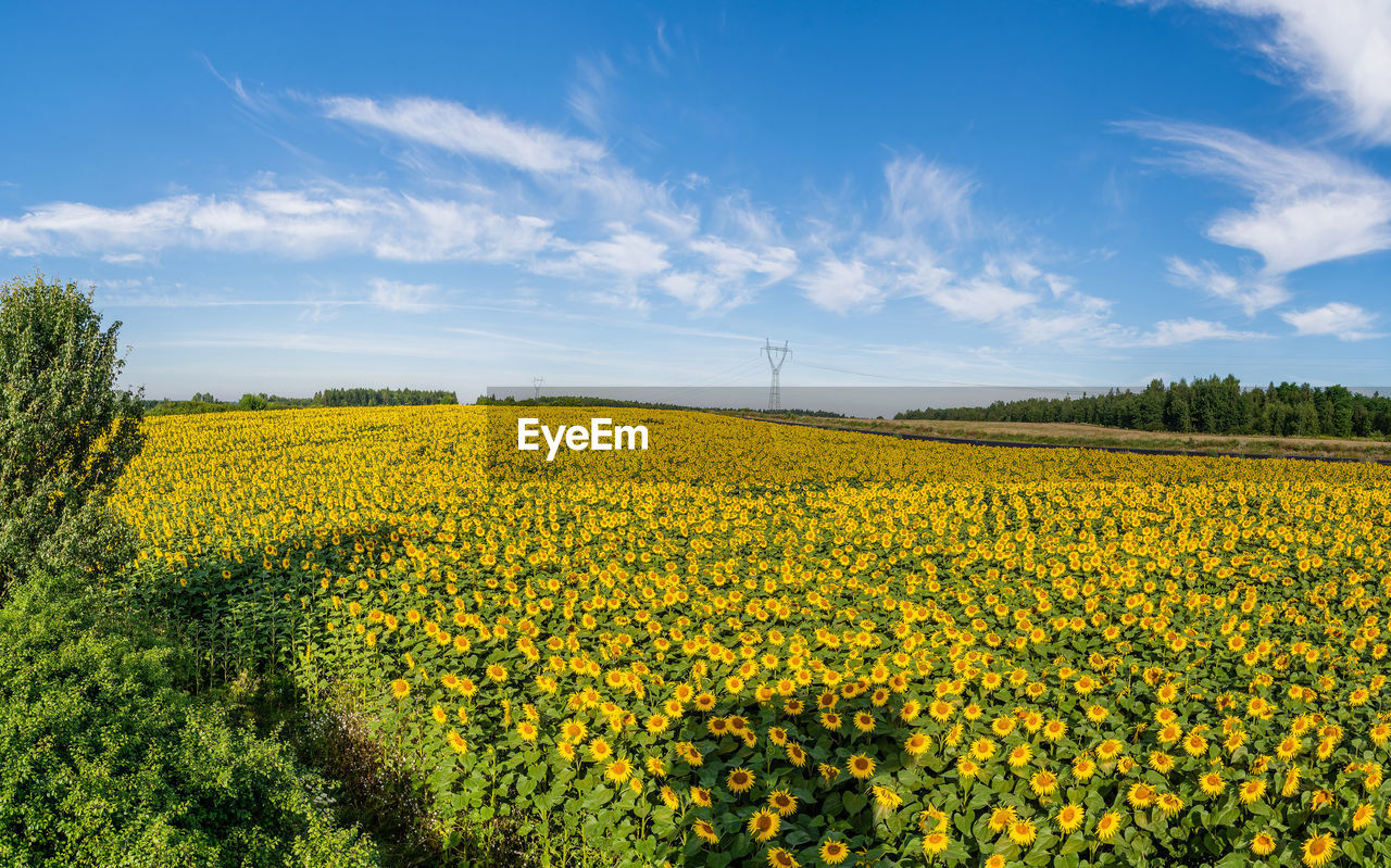 SCENIC VIEW OF FIELD AGAINST YELLOW SKY