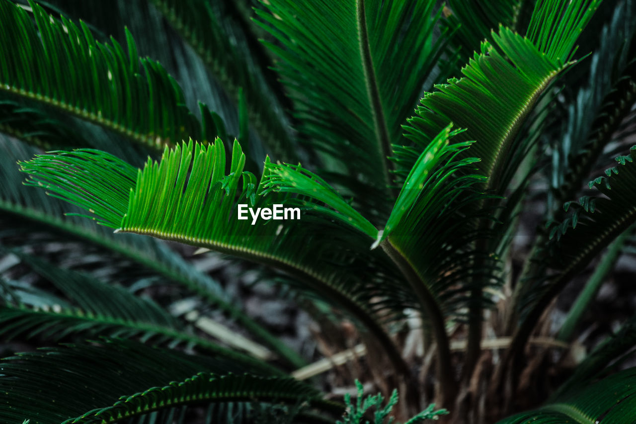 Close-up of palm tree leaves