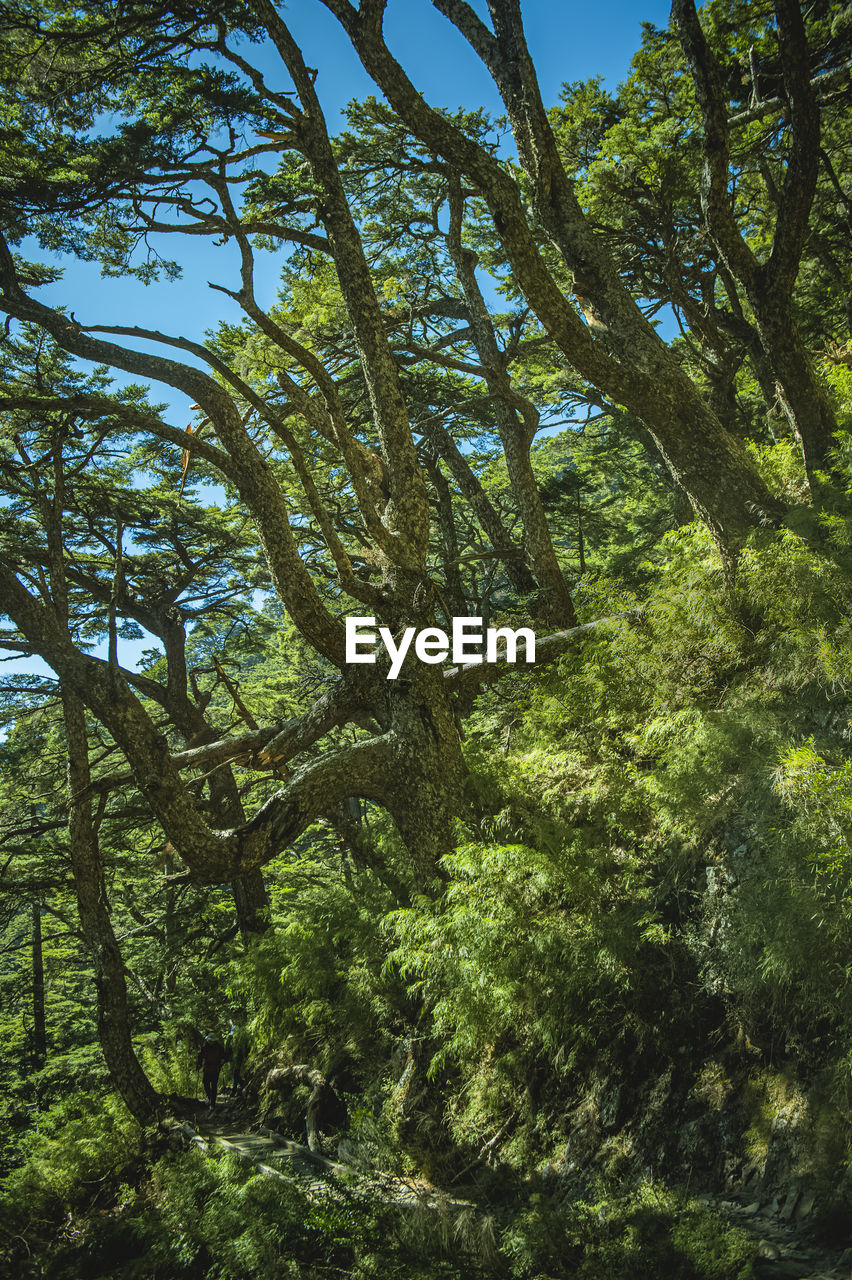 Low angle view of trees in forest against sky