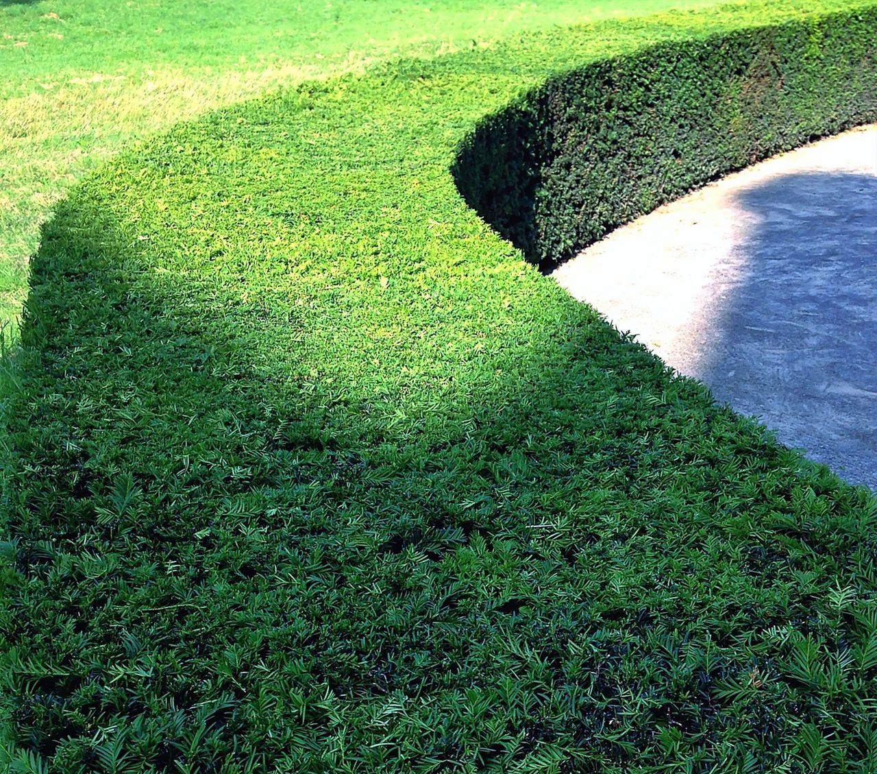 Lawn with cropped topiary