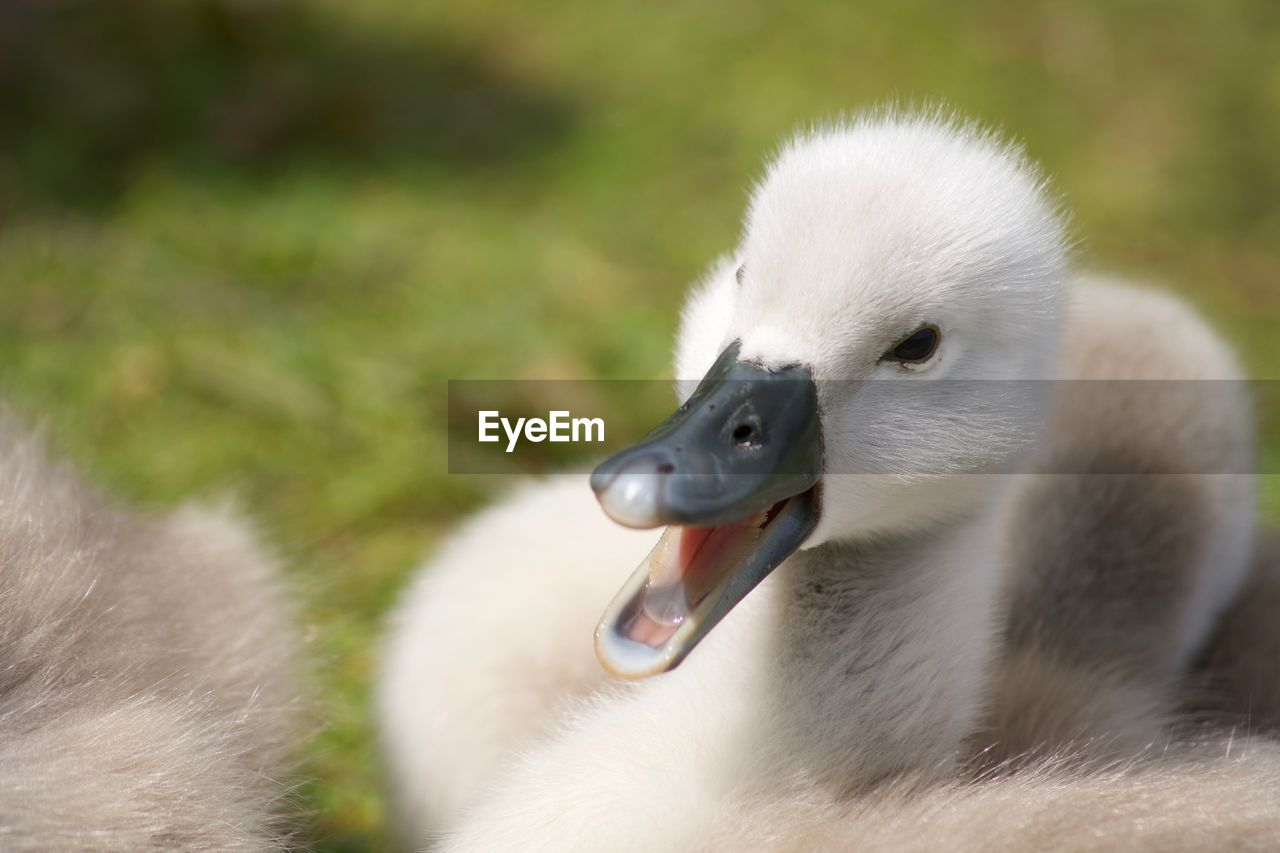 CLOSE-UP OF A BIRD