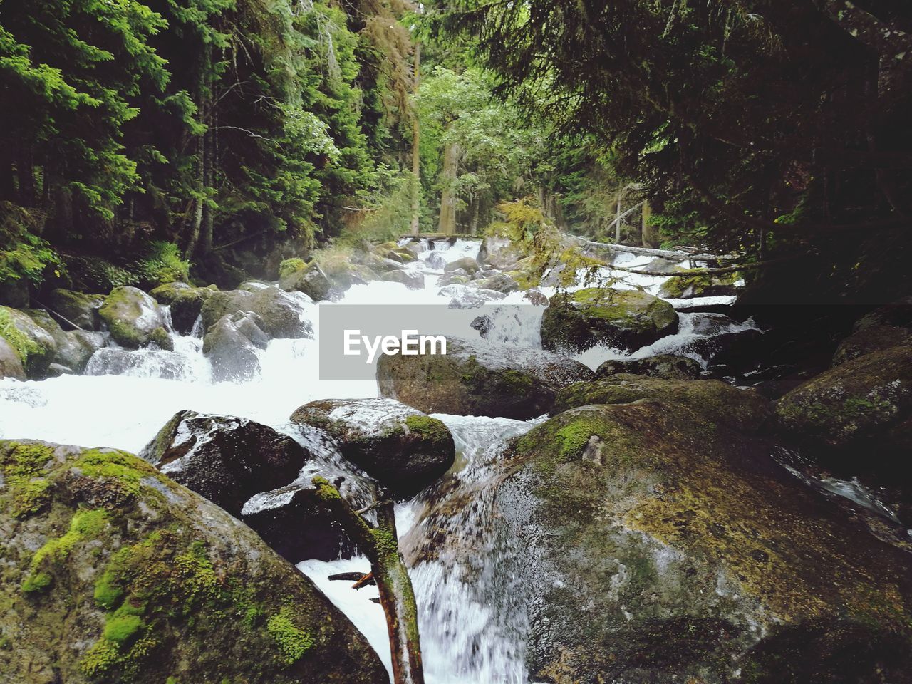 RIVER FLOWING THROUGH FOREST