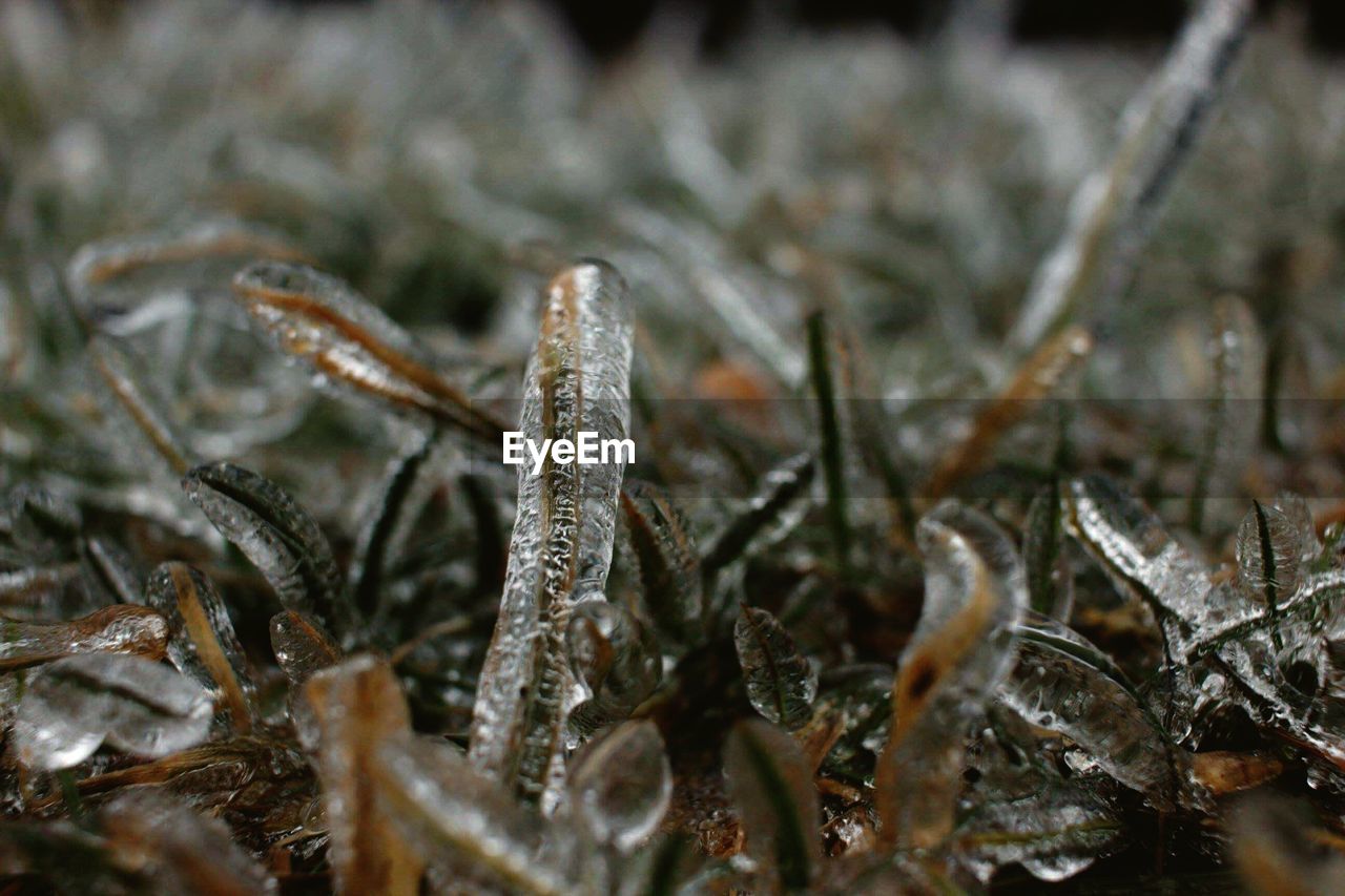 Close-up of frozen plant on field