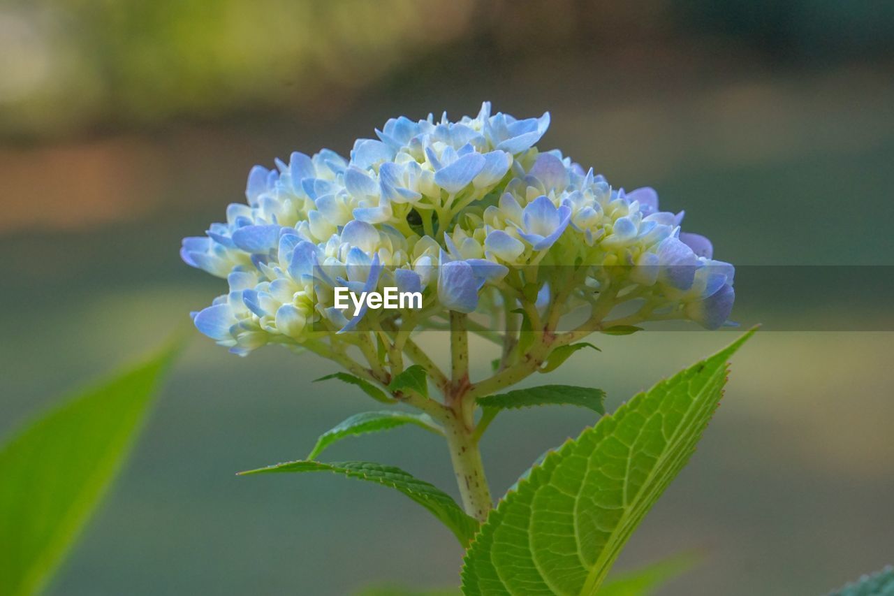 Close-up of purple flowering plant