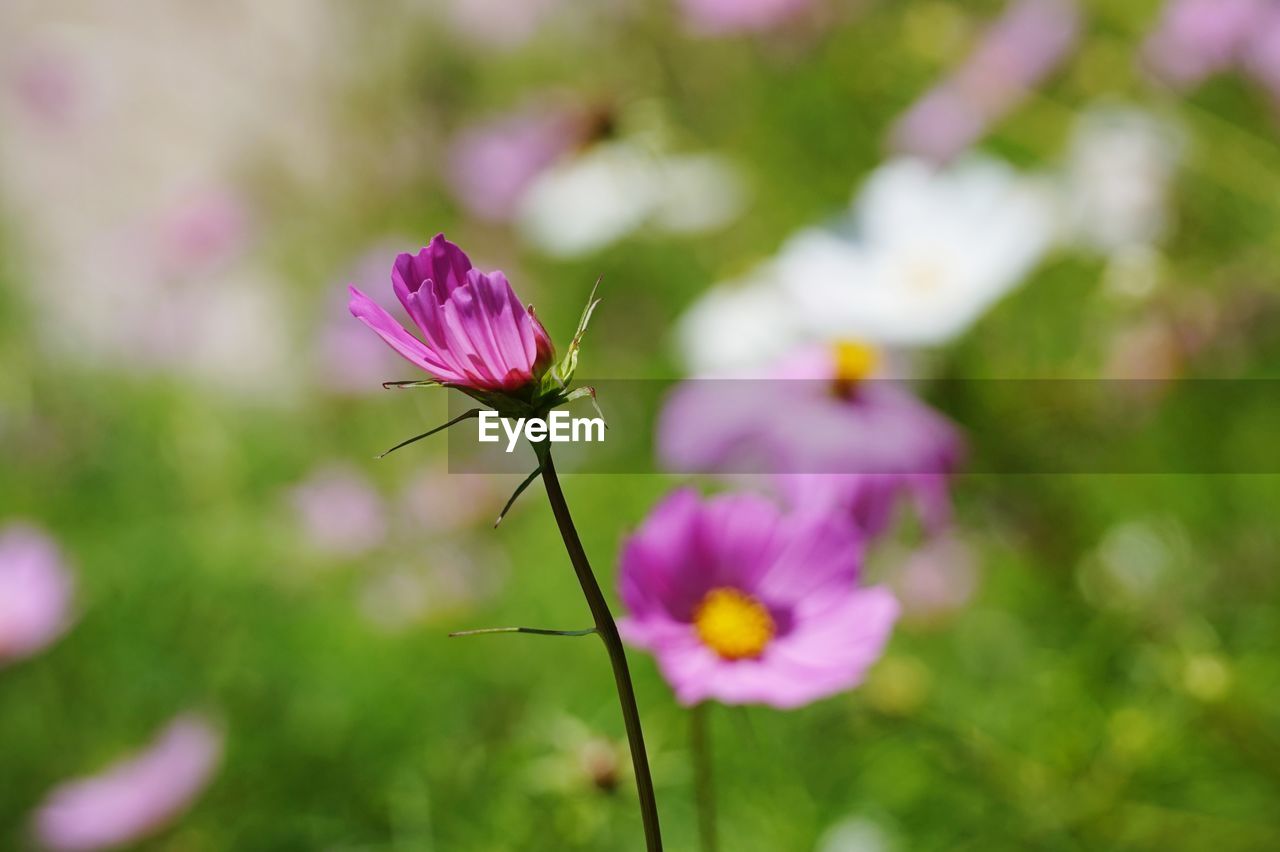 Close-up of pink cosmos flowers blooming outdoors