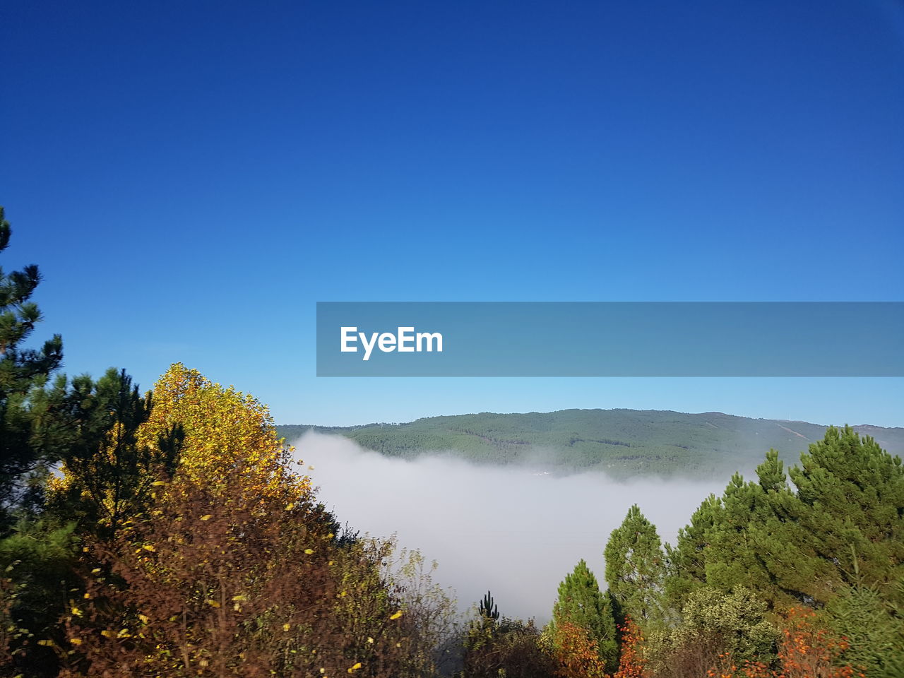 Scenic view of trees against clear blue sky