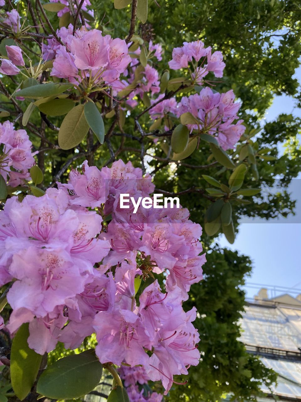 plant, flowering plant, flower, beauty in nature, pink, freshness, growth, fragility, blossom, nature, tree, petal, close-up, inflorescence, springtime, no people, flower head, botany, shrub, day, plant part, leaf, outdoors, garden, rhododendron