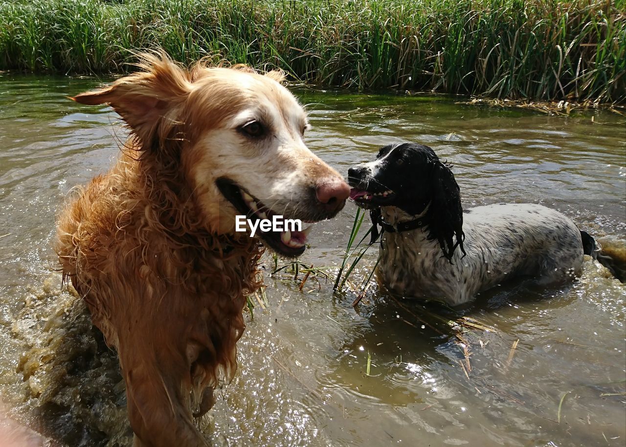 Dogs playing in lake