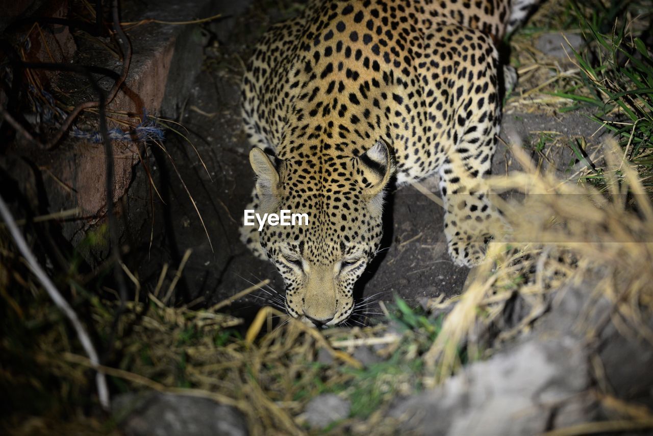 Leopard in the wild at night