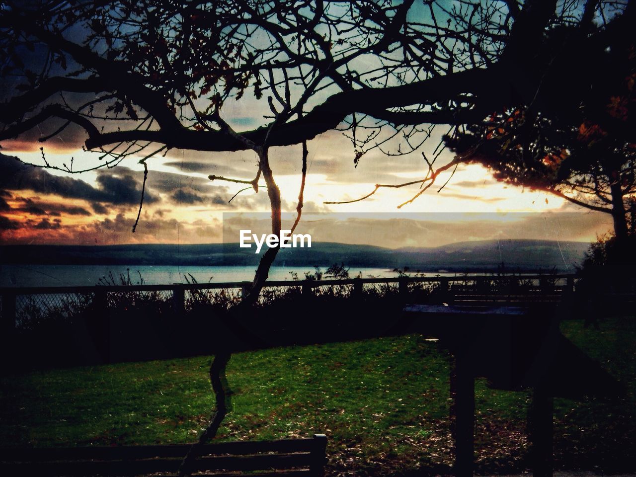 SILHOUETTE OF TREES ON LANDSCAPE