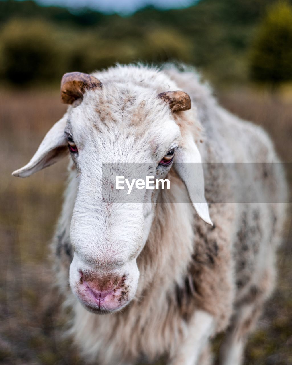 Close-up of a ram on field