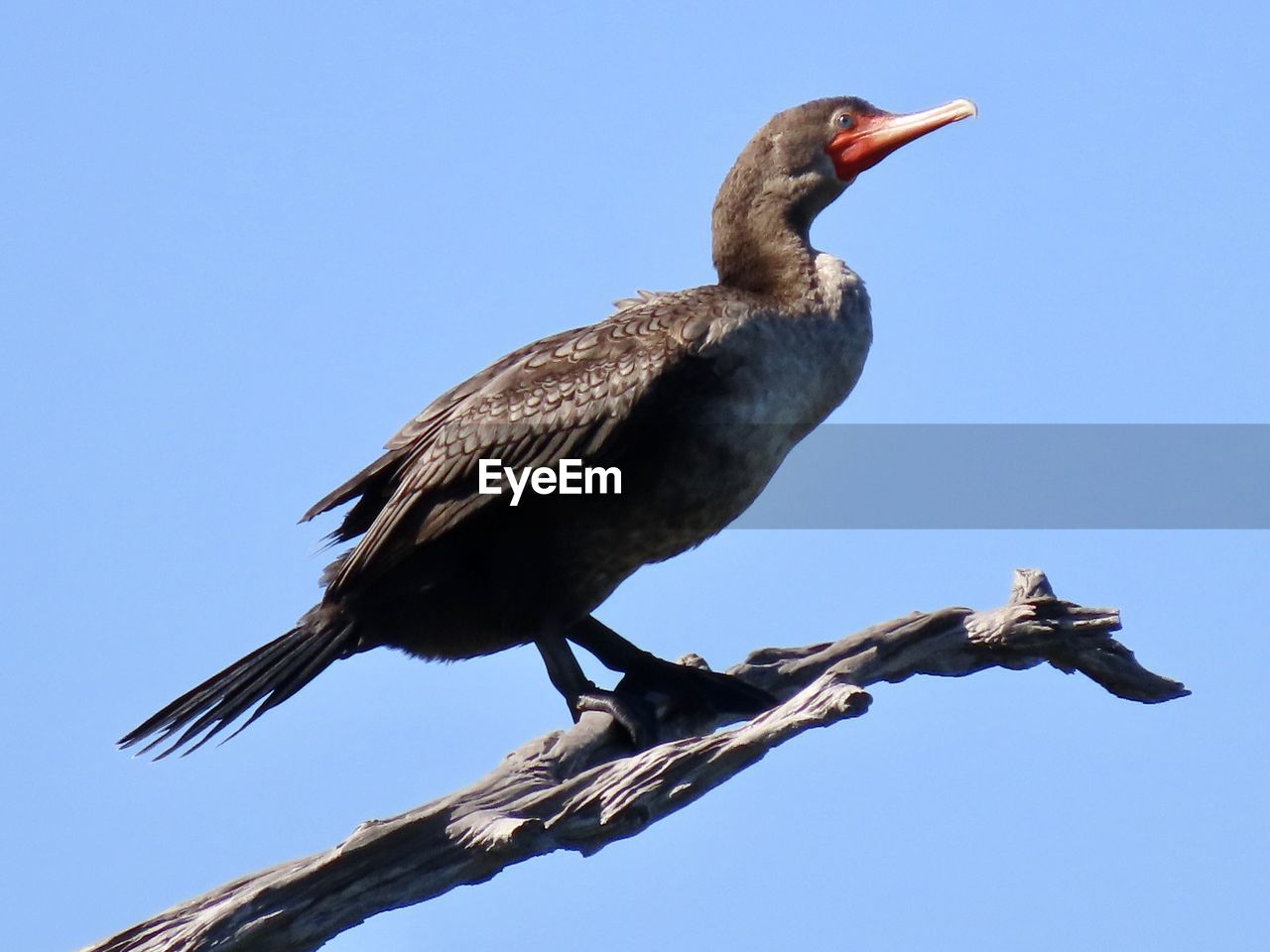 Low angle view of bird perching on branch against sky