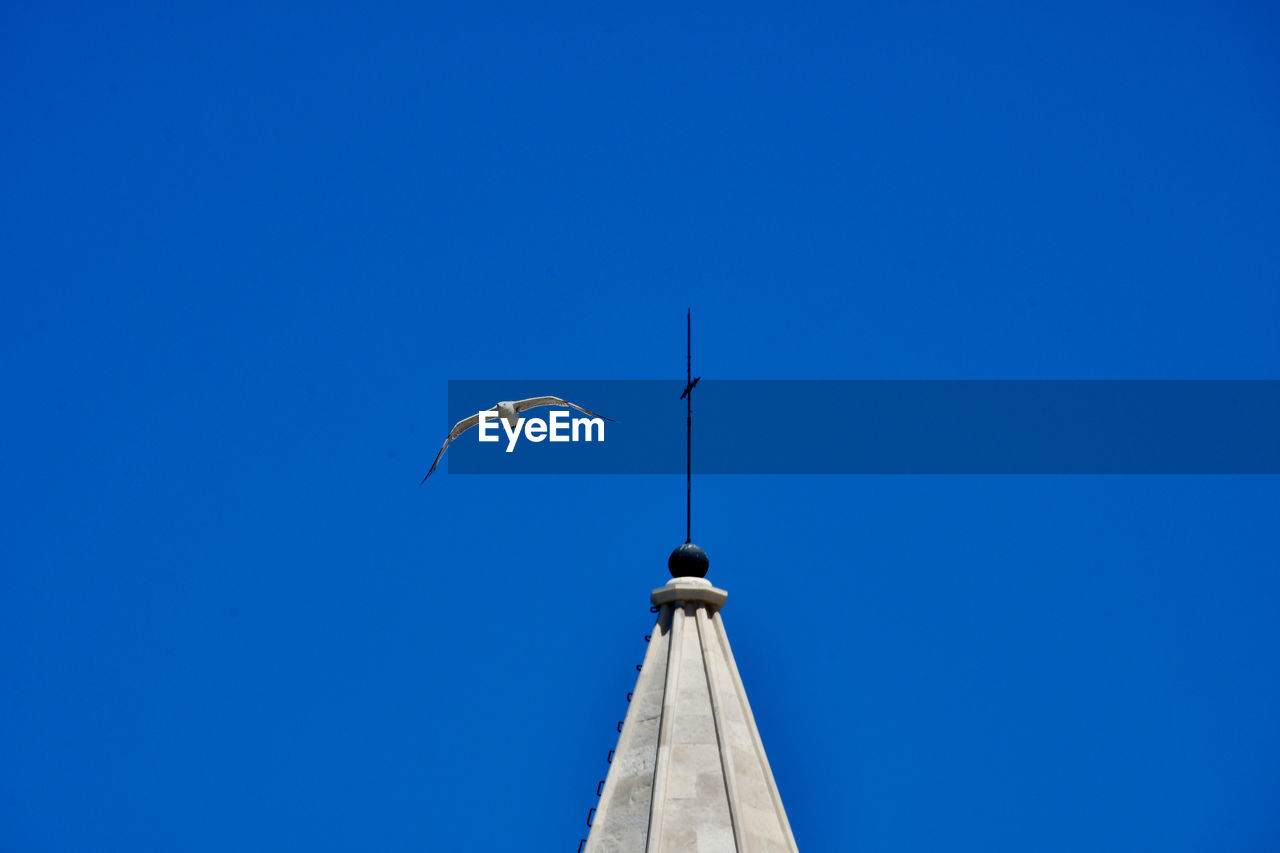 LOW ANGLE VIEW OF A BIRD FLYING AGAINST BLUE SKY