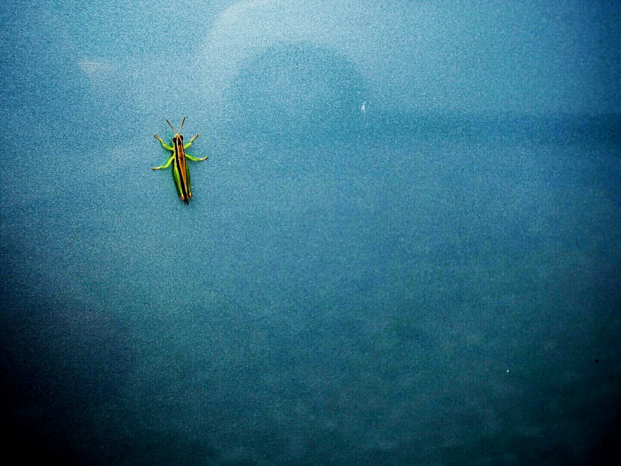 CLOSE-UP OF INSECT ON BLUE WATER