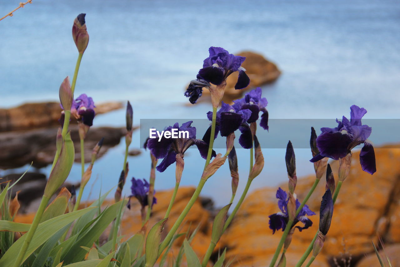 flower, plant, flowering plant, beauty in nature, purple, nature, freshness, growth, focus on foreground, close-up, fragility, land, petal, no people, flower head, sky, field, day, outdoors, inflorescence, blue, wildflower, springtime, macro photography, landscape