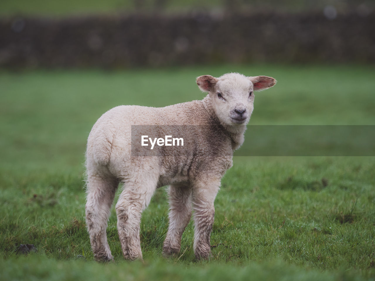 Lamb standing on grassy field