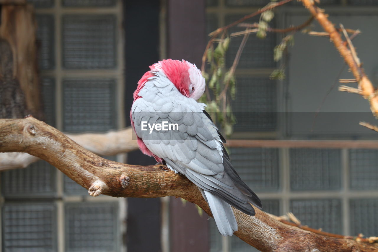 Close-up of parrot perching in cage