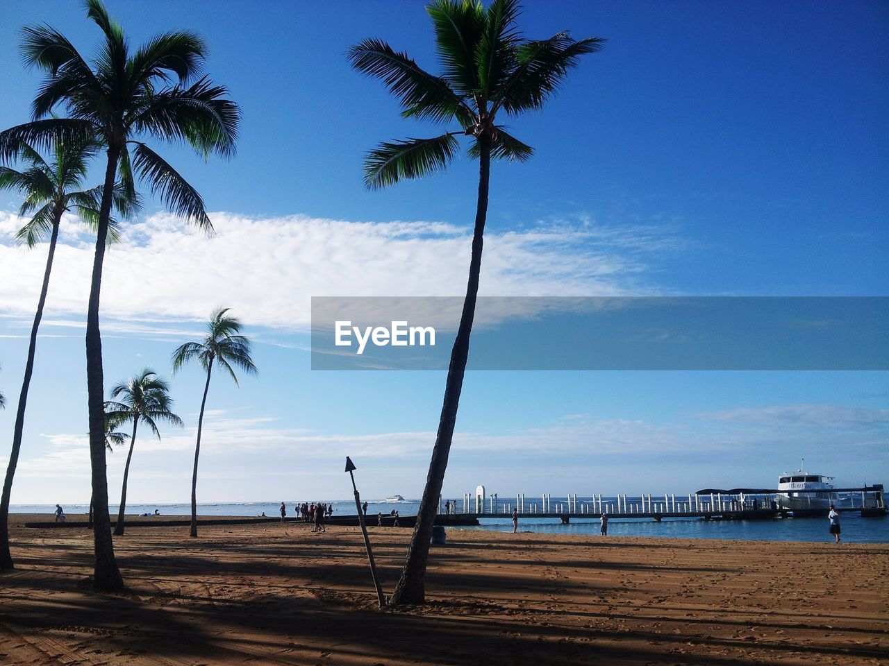 Low angle view of palm trees growing at beach against sky